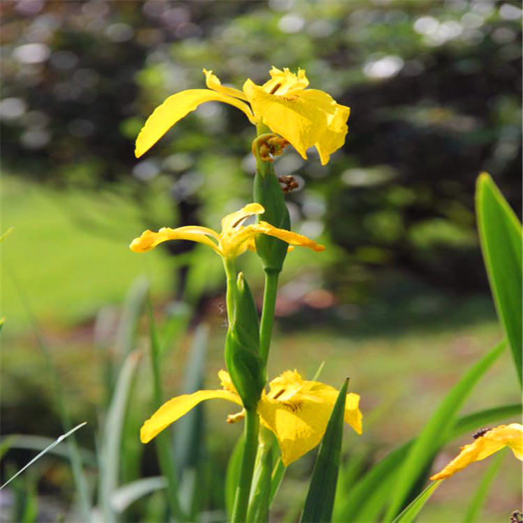 黄菖蒲基地 安徽黄昌蒲苗 品种齐全 量大优惠品牌 剑辉 别称 黄花鸢尾