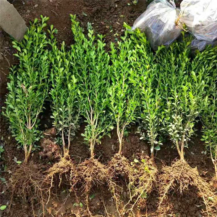批发瓜子黄杨苗福建瓜子黄杨小苗四季常绿工程绿化苗