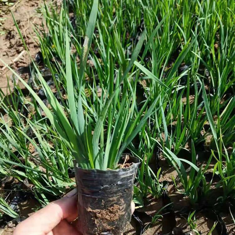 园林绿化基地 马莲小苗 马兰花幼苗 销售厂家电话