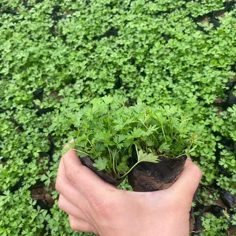 三叶委陵菜昌兴三叶委陵菜苗价格价格低来电详询