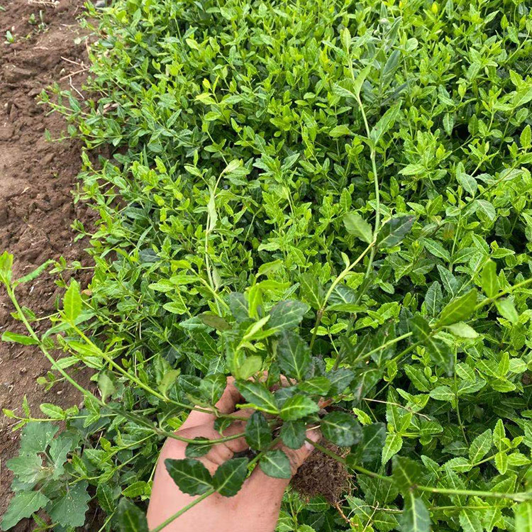 绿化工程苗小叶扶芳藤批发小叶扶芳藤苗质量优