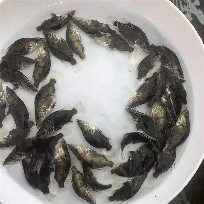 销售广桂花斑鱼苗斑桂鱼苗云丰苗场