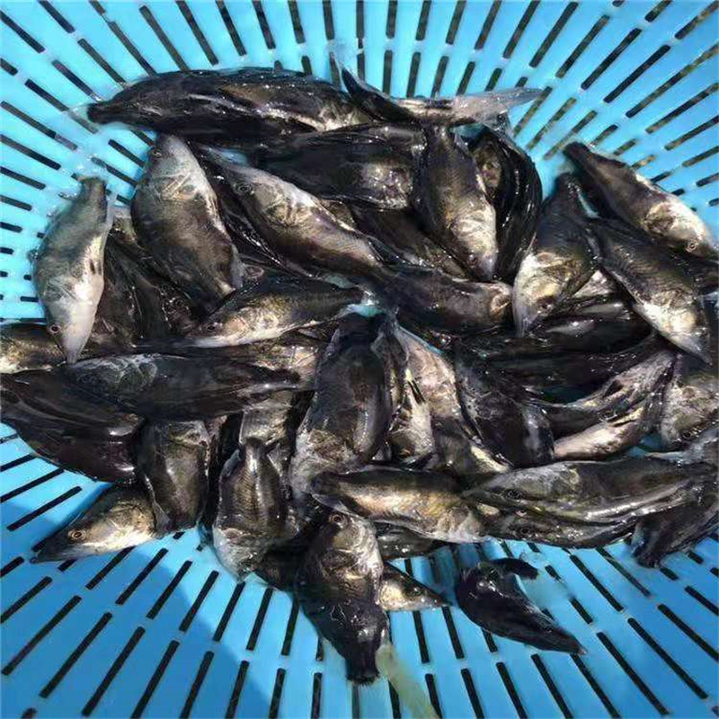 玉树翘嘴鳜鱼苗售后好翘嘴季花鱼苗