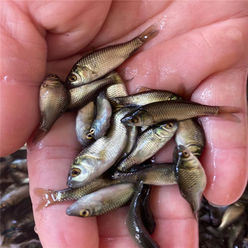 信阳彭泽鲫鱼苗产地批发鲫鱼水花