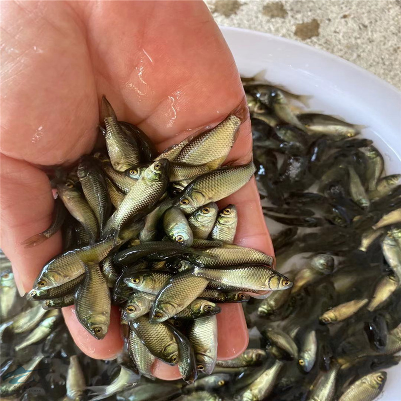 兴安盟银鲫鱼苗公分苗东北鲫鱼苗