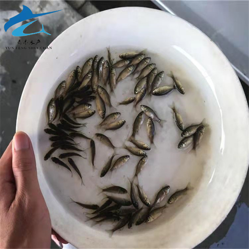 商丘禾花鲤鱼苗优选鲤鱼苗裸鲤鱼苗