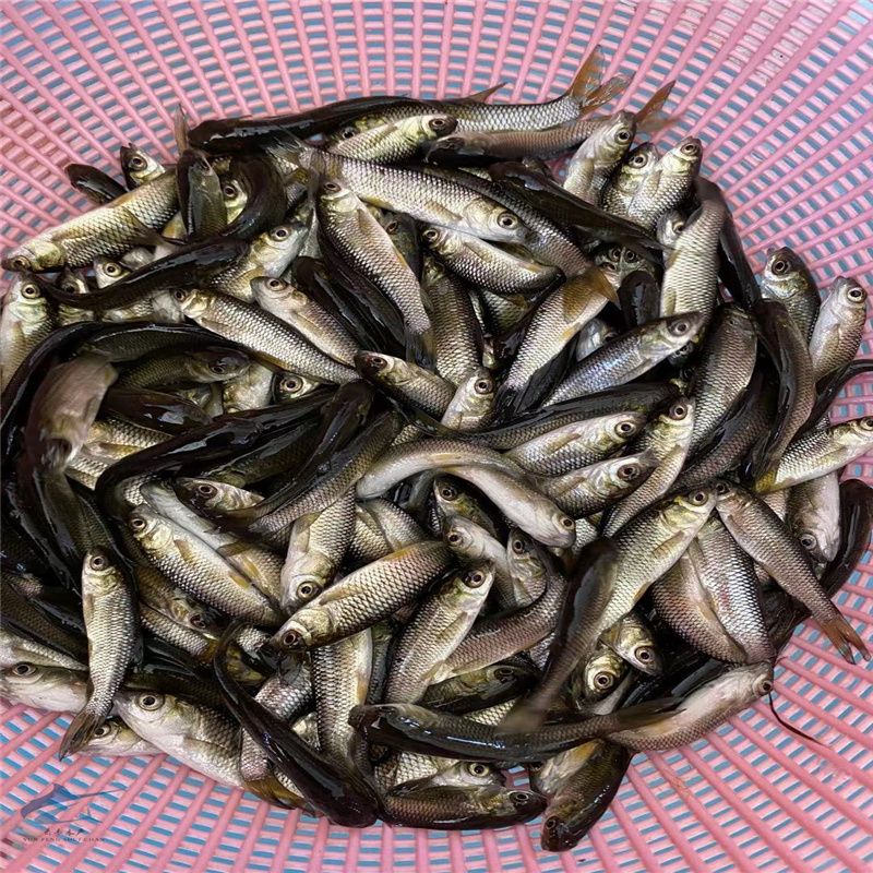 湛江色泽好金鲩鱼苗青竹鲩鱼苗螺蛳鲩鱼苗