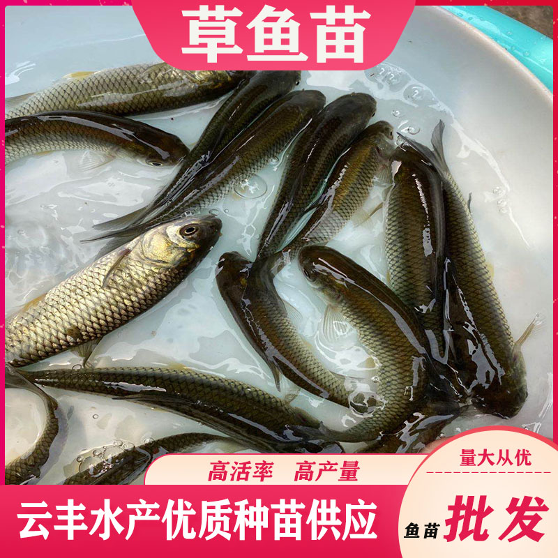 湛江色泽好金鲩鱼苗青竹鲩鱼苗螺蛳鲩鱼苗