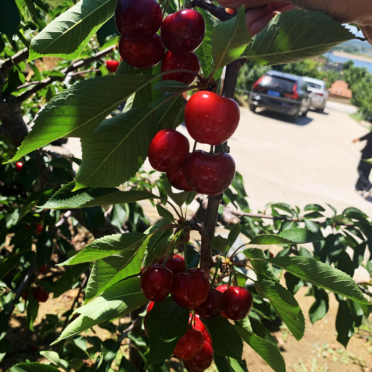 格兰红瑞德大樱桃苗需冷量低的大樱桃在南方可以结果