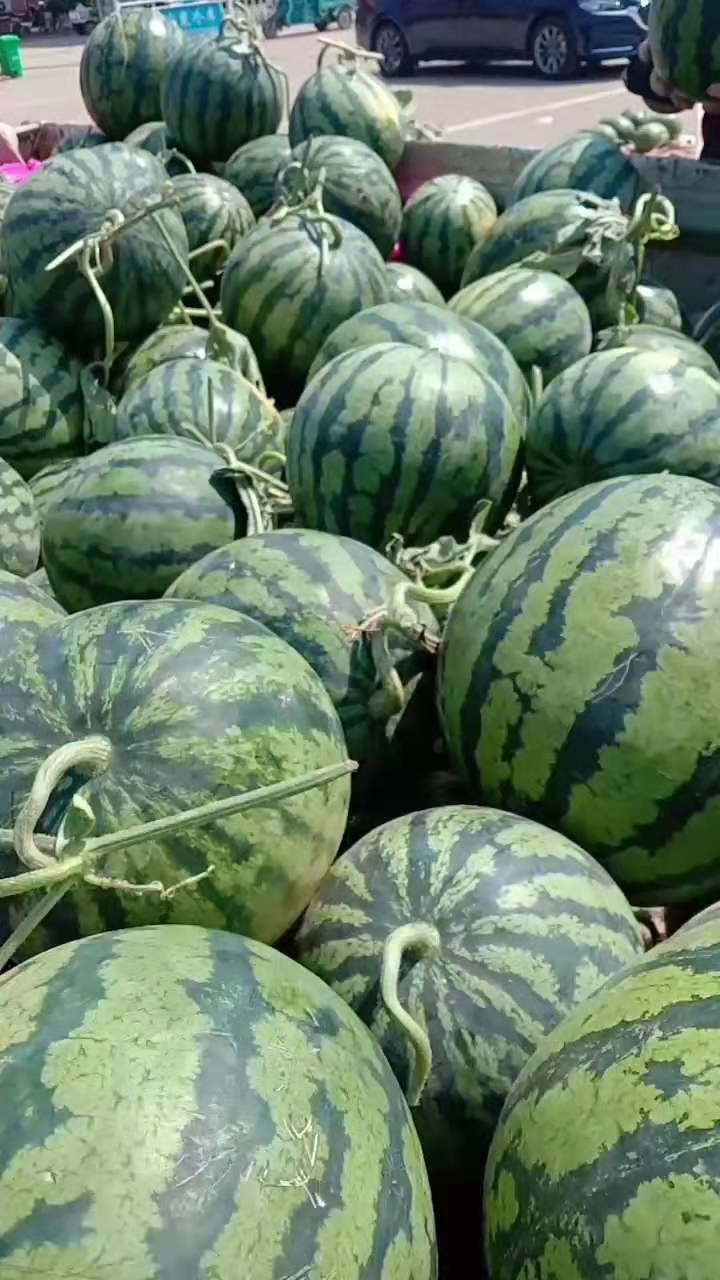 砀山西瓜n条理由摆在这里 告诉你为何夏季必吃西瓜