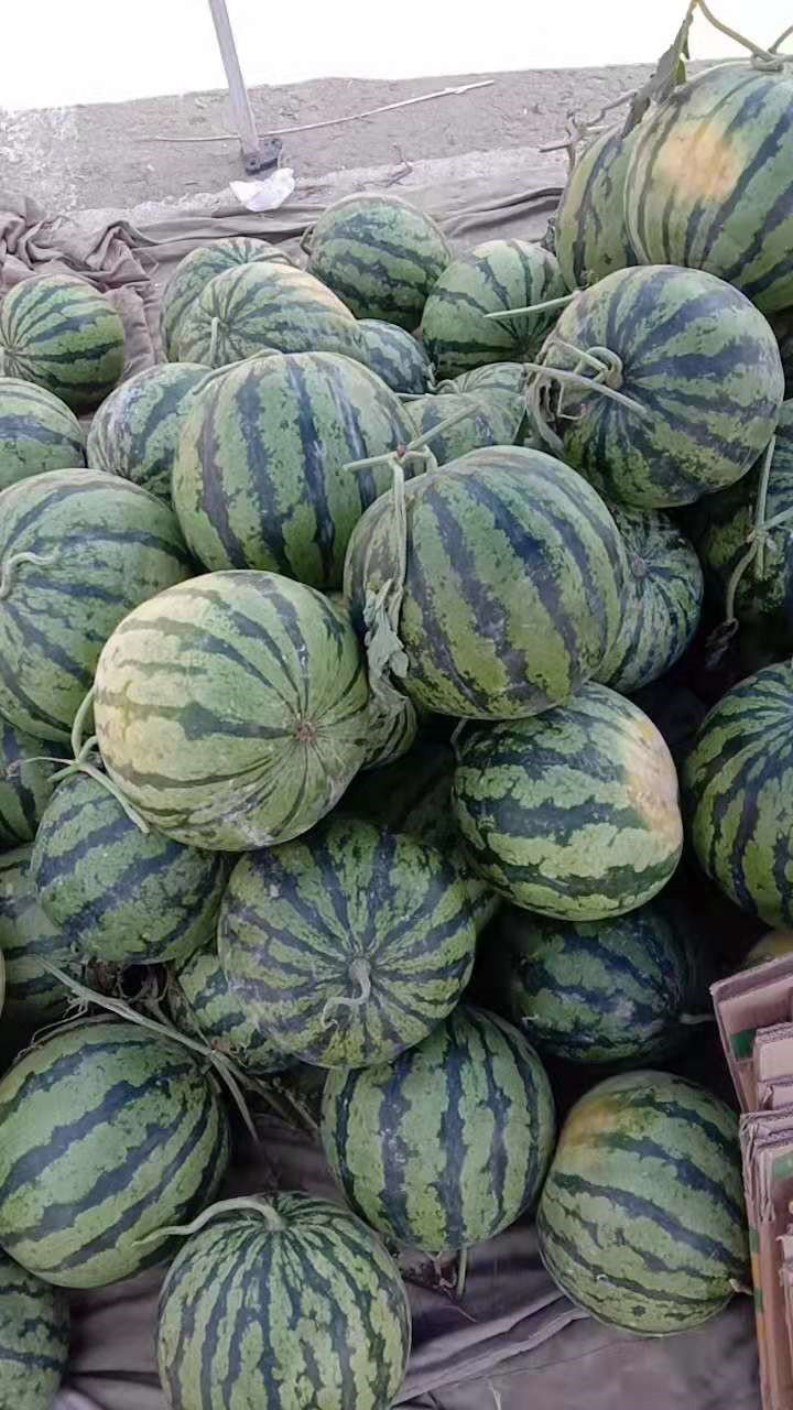安徽砀山西瓜质量好,价格便宜