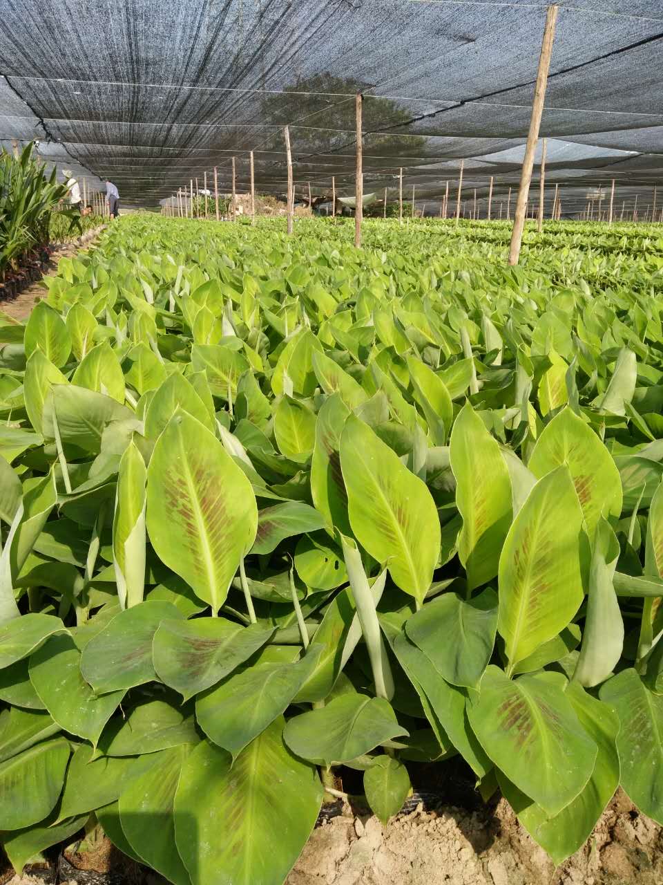 广西南宁市兴旺香蕉粉蕉种苗培育基地