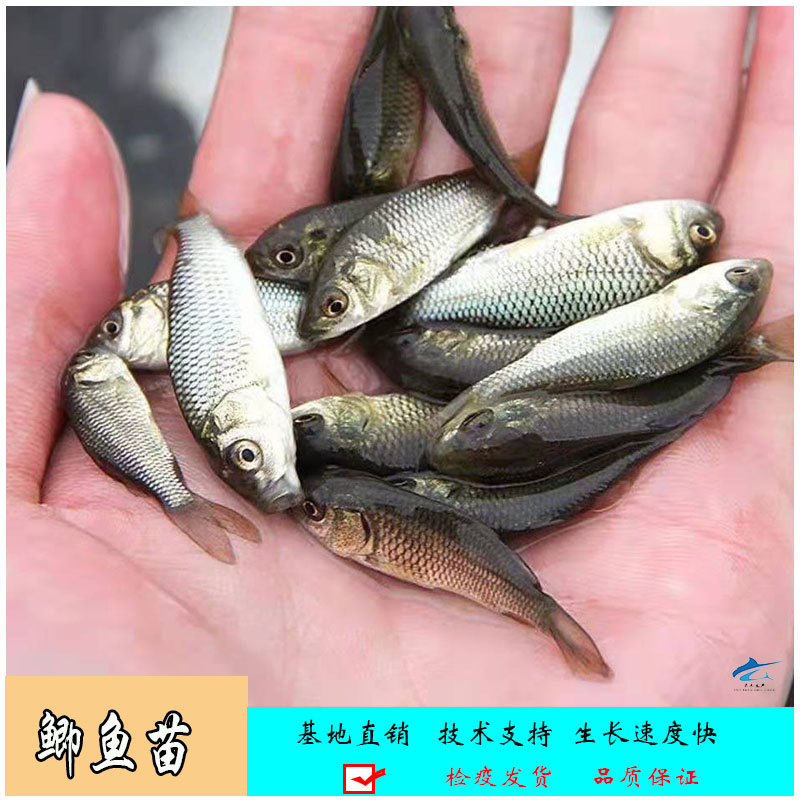 兴安盟银鲫鱼苗公分苗东北鲫鱼苗
