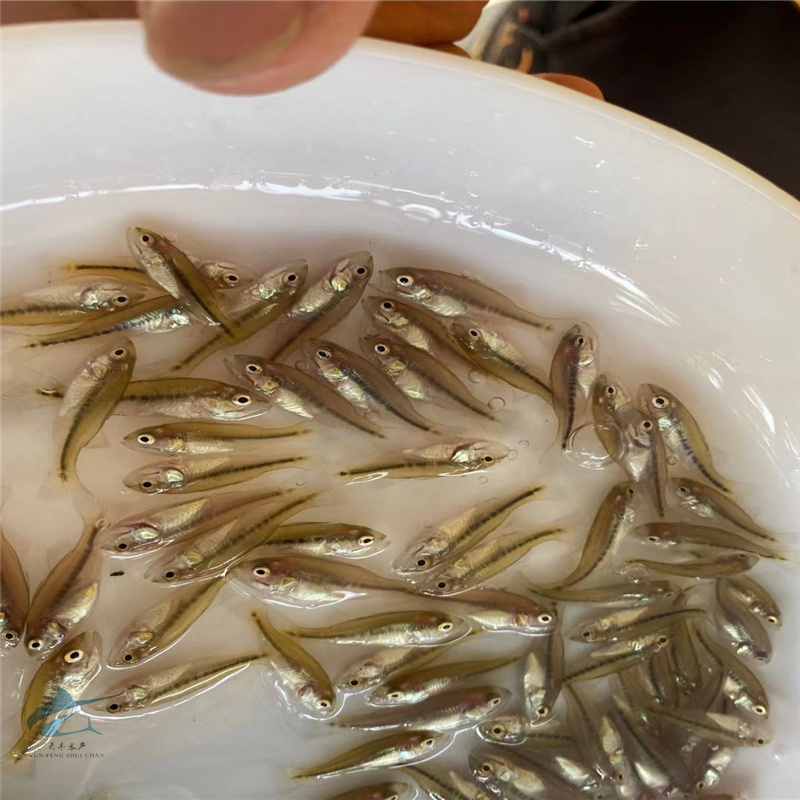 惠州海鲈鱼苗优鲈三号鲈鱼苗供应