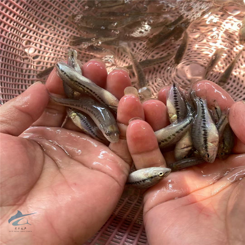 云丰水产淡水鱼苗鲈鱼苗名优品种鲈鱼基地