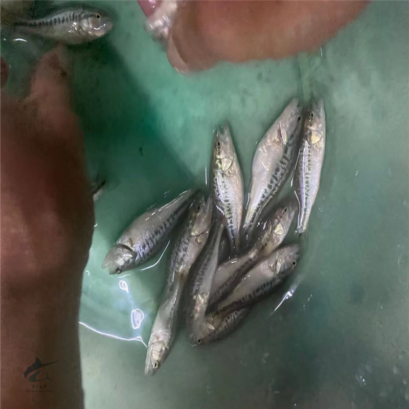 哈尔滨花鲈鱼苗肉食性鲈鱼基地