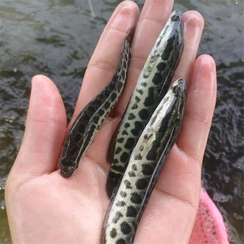 水产种苗黑鱼苗雷鱼苗一手货源黑鱼苗