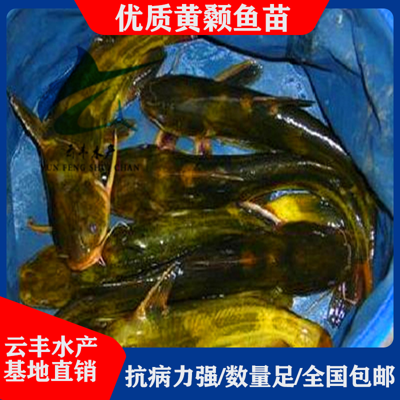联系方式黄经理13600043365广东广州市黄埔区联和街永红三巷17号301