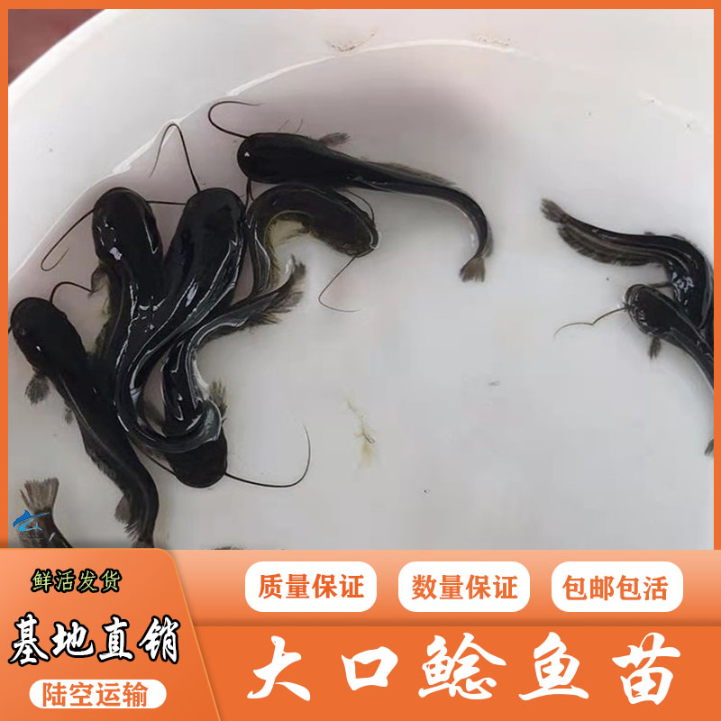 許昌六鬚鯰魚苗大口鯰魚苗高產快大