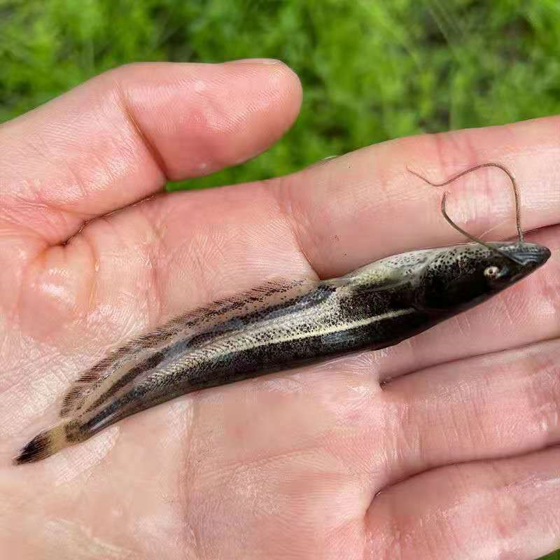 南方大口鲶鱼苗 杂交南方大口鲶鱼苗报价 大口鲶属鲶形目,鲶科,鲶属的