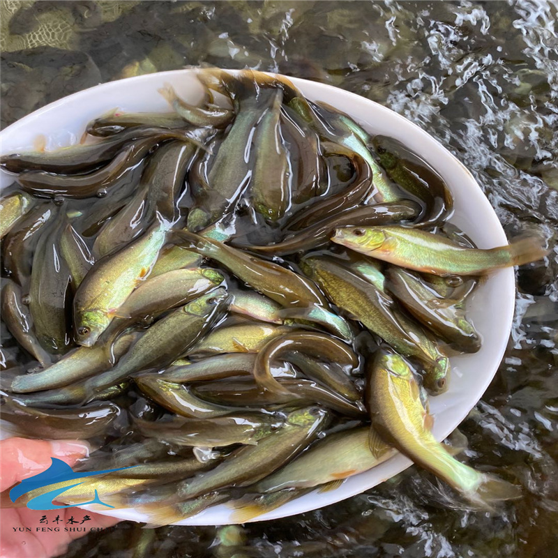 泉州须鱼岁鱼苗多方面指导丁贵鱼苗