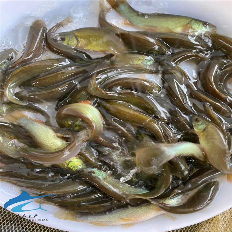 廊坊丁桂水花丁鱥魚苗大量供應