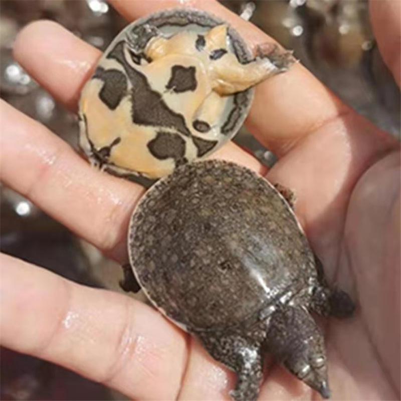 价格合理水鱼苗营口日本鳖鱼苗