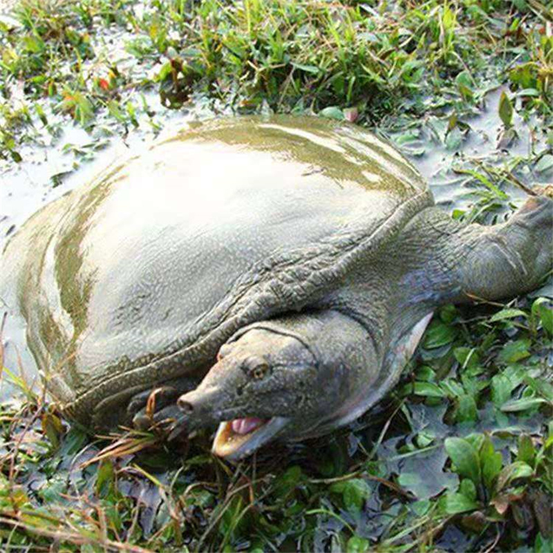 价格合理水鱼苗营口日本鳖鱼苗