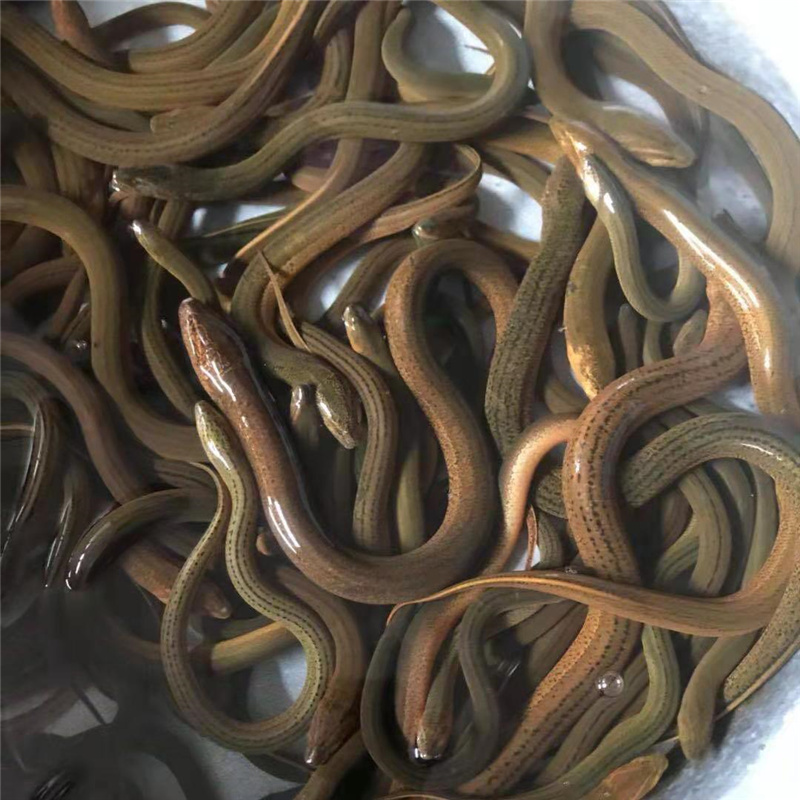 芜湖鳝苗公分苗黄鳝苗寸苗全国包邮