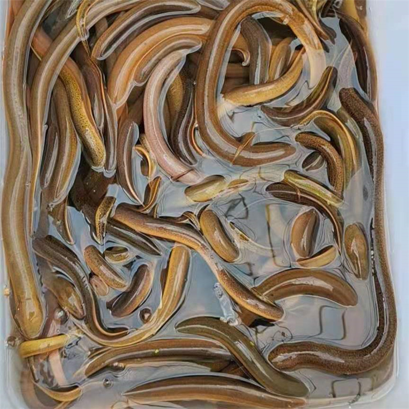 保定黄鳝苗泰国黄鳝苗活体