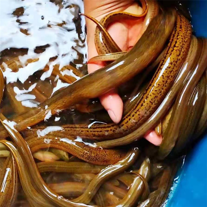 吕梁淡水养殖鳝苗本地黄鳝苗发售