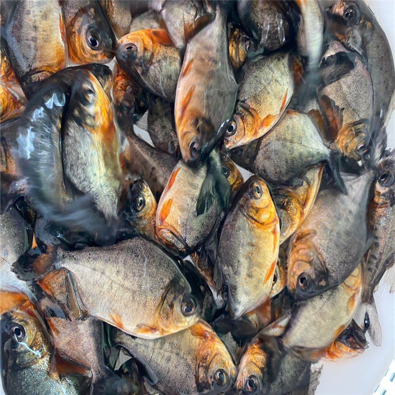 货源充足金鲳鱼苗赤峰高产量鲳鱼苗-搜了网