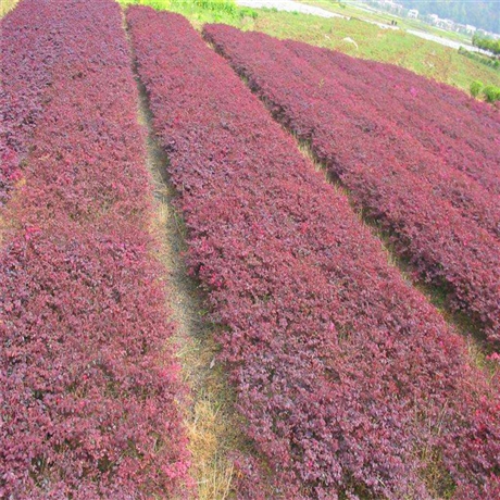 移栽红花继木天津多杆大叶红继木街道园林绿化树苗