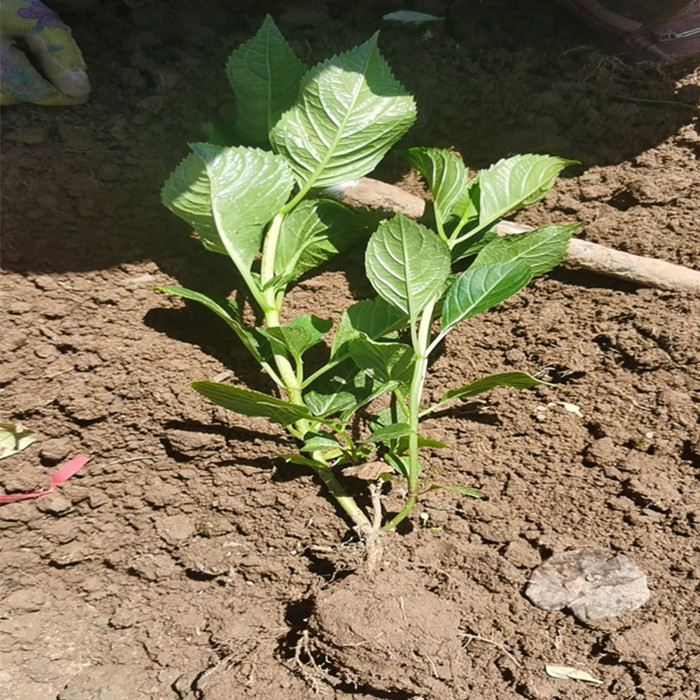 常年供应八仙花苗江苏八仙花苗自产自销