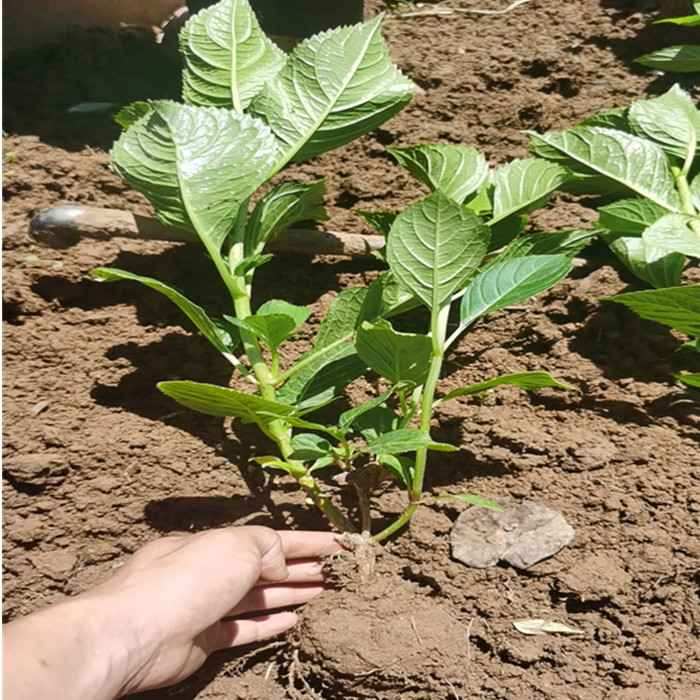 常年供应八仙花苗江苏八仙花苗自产自销