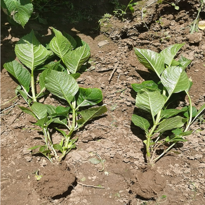 八仙花苗绿化工程苗 江苏八仙花小苗供应商