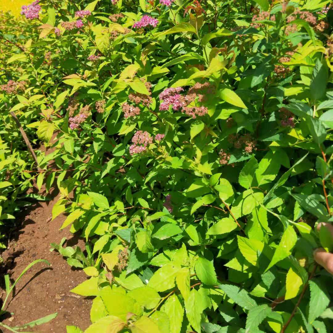 金焰绣线菊苗批发商蚂蝗草绣线菊杯苗