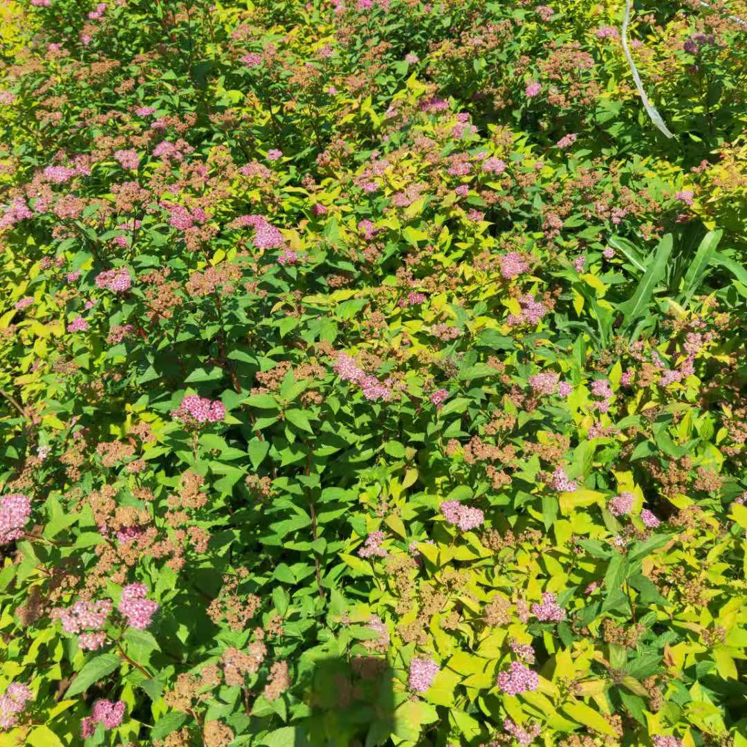 抗寒繡線菊 適應性強 紅盈花卉金焰繡線菊