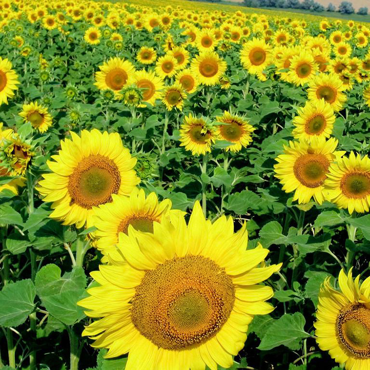 了网用户发布,搜了网不介入任何交易过程,请自行甄别其真实性及合法性