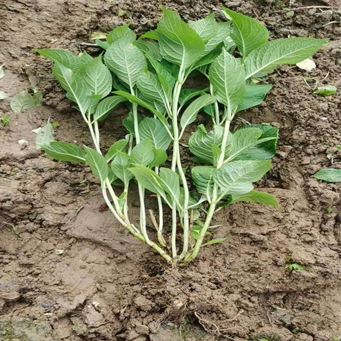 常年供应八仙花苗江苏八仙花苗自产自销
