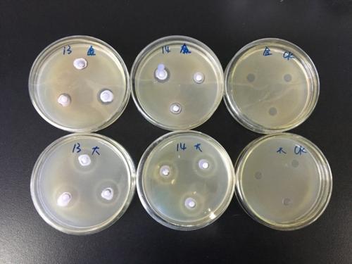 琼脂扩散试验图片