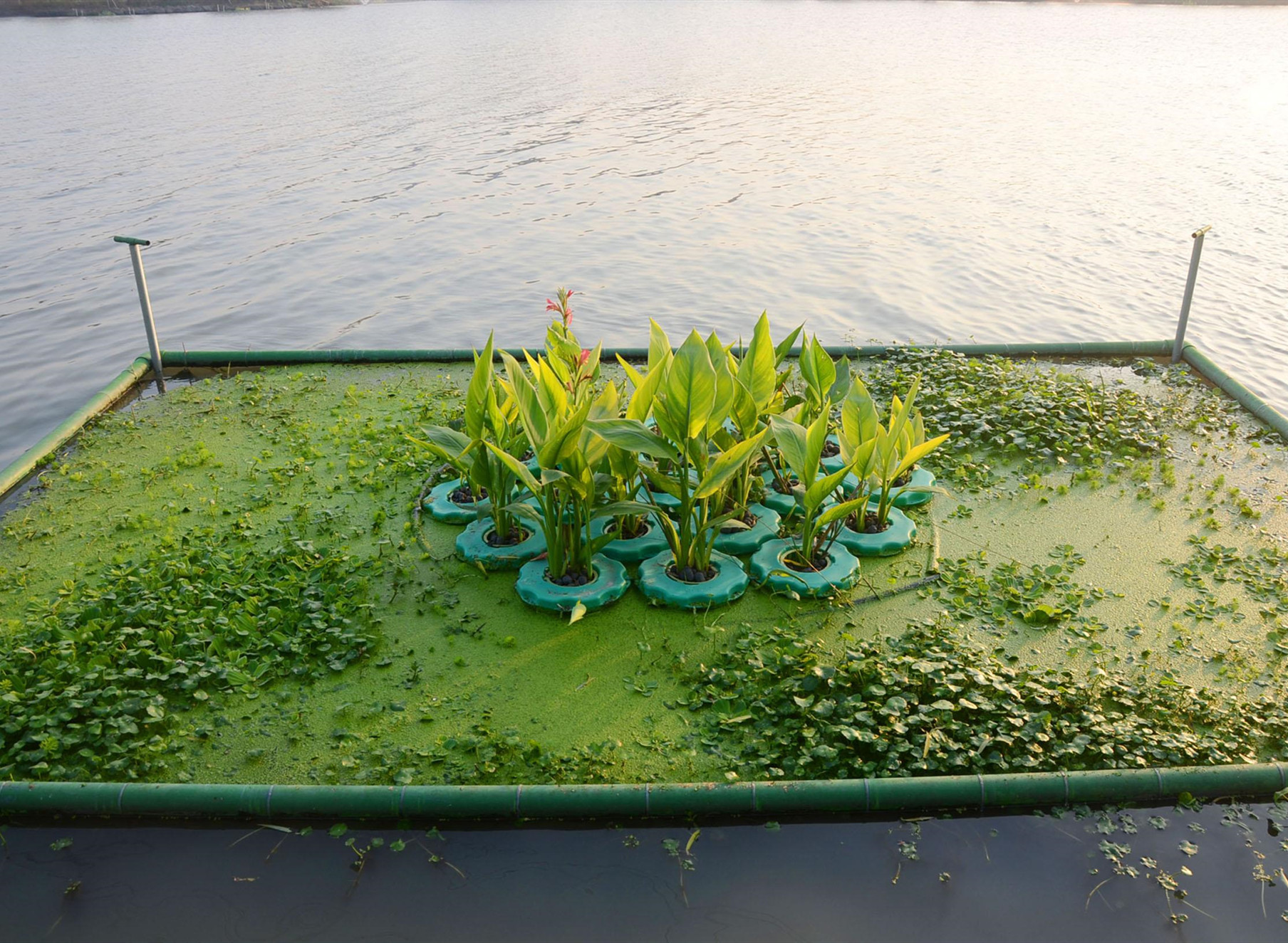 浮岛栽植水生植物图片