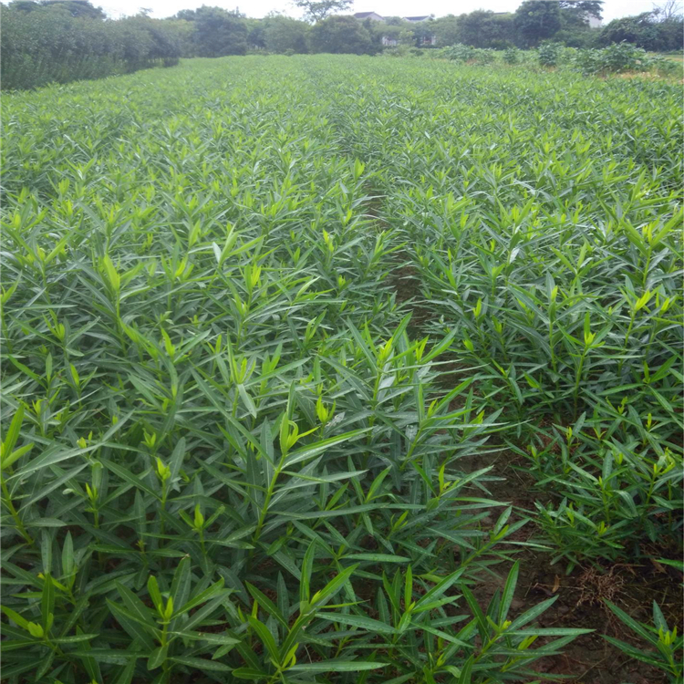 供应中华夹竹桃福建夹竹桃树小苗绿化苗木基地直供