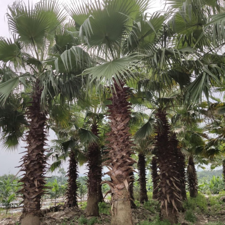 老人葵华棕地苗园林绿化苗