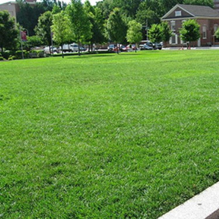 场地铺设人造草坪 球场人工草坪批发 30mm门球场人工草坪定制