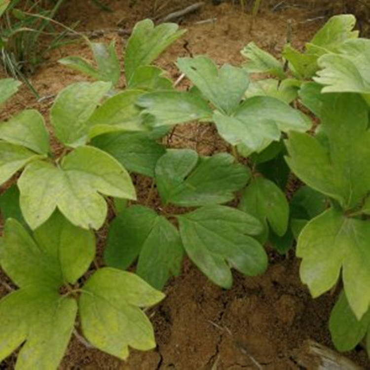 当年牡丹苗出售包回收