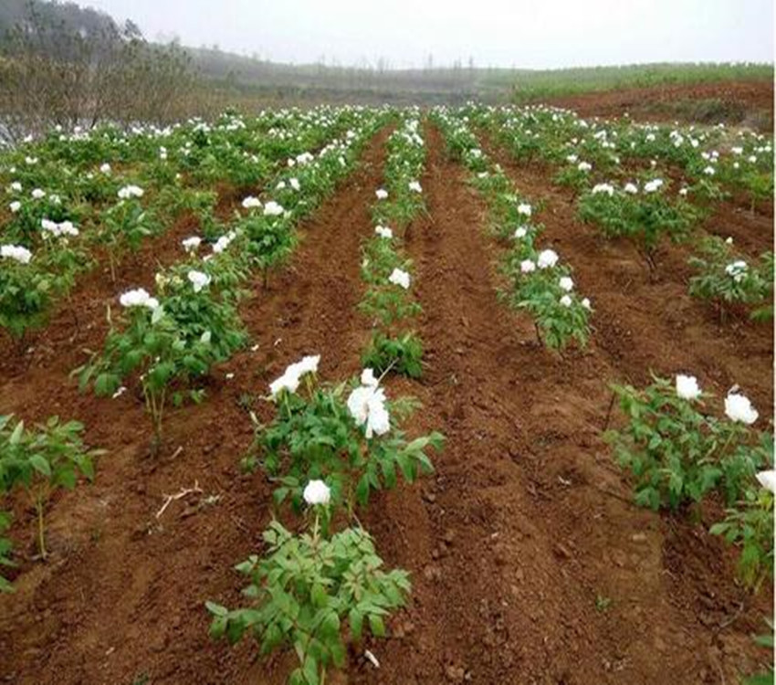 牡丹苗药材种植易成活