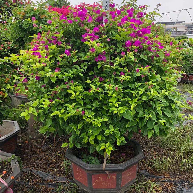 紫色球形三角梅价格 红色勒杜鹃花球批发 多色九重葛球