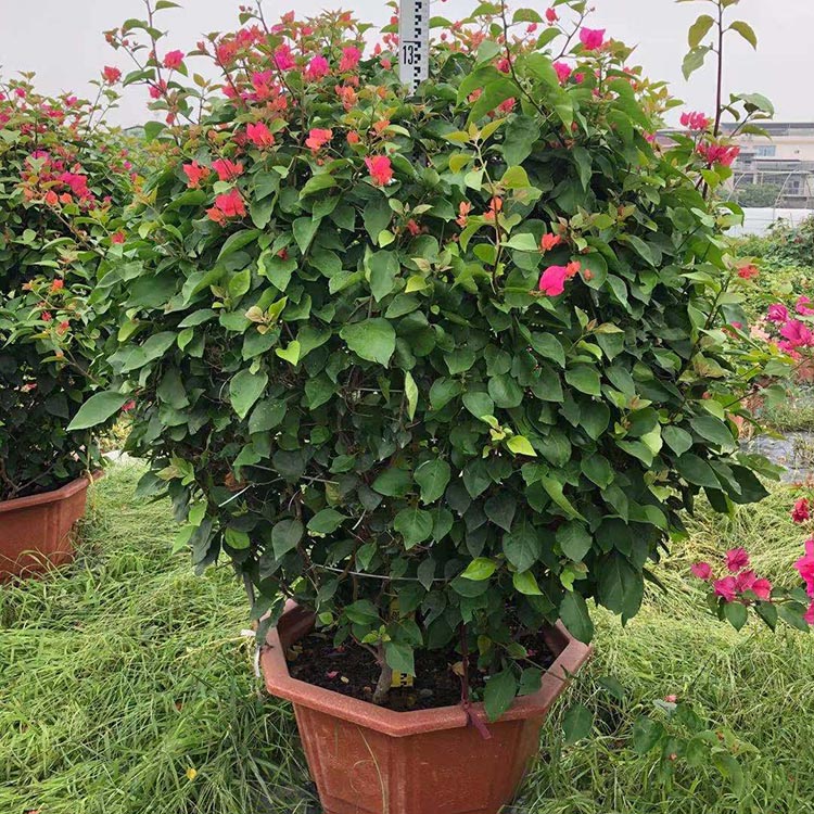 紫色球形三角梅价格 红色勒杜鹃花球批发 多色九重葛球