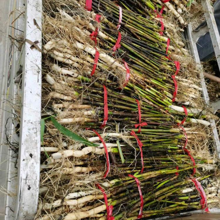 水体绿化苗批发芦苇盆栽芦苇苗